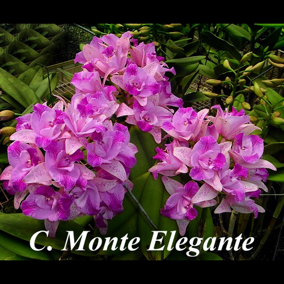 C. Monte Elegante 4 inch